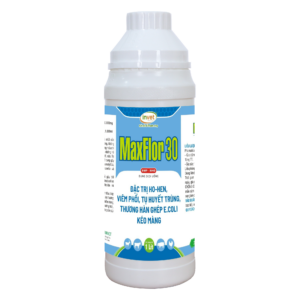 MAXFLOR 30 ĐẶC TRỊ HO HEN, VIÊM PHỔI, TỤ HUYẾT TRÙNG, THƯƠNG HÀNG GHÉP E.COLI KÉO MÀNG